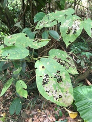 Ficus erecta beecheyana
