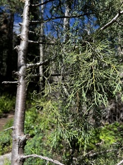 Juniperus scopulorum