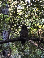 Strix occidentalis occidentalis