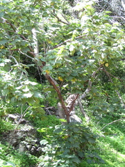 Heliocarpus terebinthinaceus