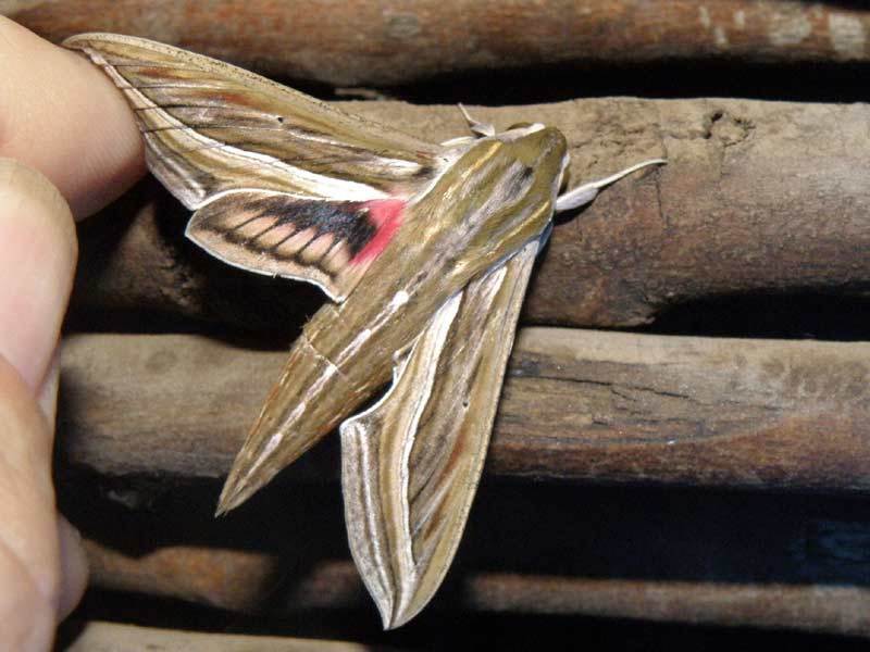 Vine Hawk-Moth (Moths of Singapore) · iNaturalist