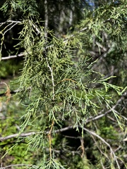 Juniperus scopulorum