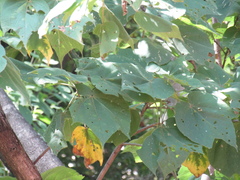 Heliocarpus terebinthinaceus