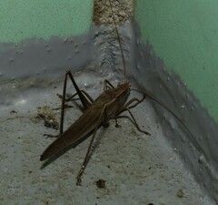 Neoconocephalus retusus