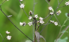 Vernonia greggii
