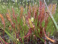 Drosera anglica