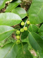 Ficus pertusa