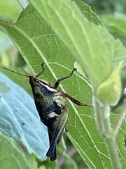 Sphenarium