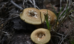 Lentinus