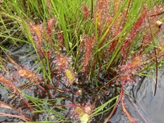 Drosera anglica