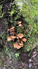 Xeromphalina