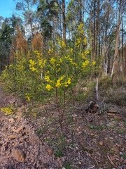 Acacia gladiiformis