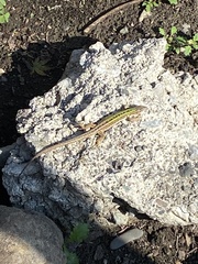 Podarcis siculus