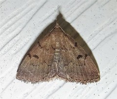 Zanclognatha dentata