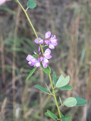 Campylotropis macrocarpa