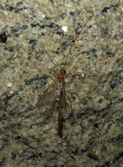 Ophioninae