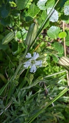 Silene parryi