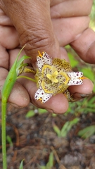 Tigridia meleagris