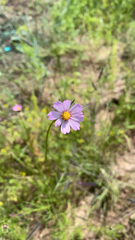 Cosmos parviflorus