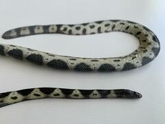 Hydrophis macdowelli