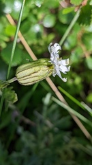 Silene parryi