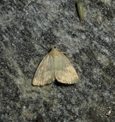 Protodeltote albidula