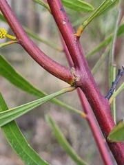 Acacia gladiiformis