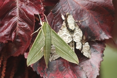 Cechetra subangustata