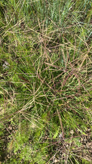 Chloris verticillata