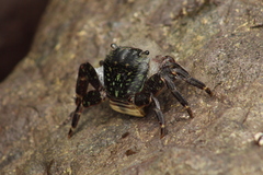 Pachygrapsus crassipes