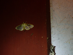 Herpetogramma thestealis