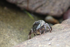 Pachygrapsus crassipes