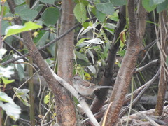 Spizelloides arborea