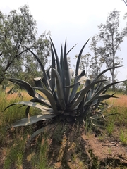 Agave inaequidens