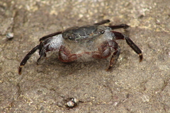 Pachygrapsus crassipes