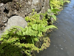 Pteris vittata