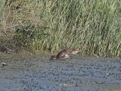 Anas crecca carolinensis