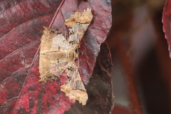 Krananda semihyalina