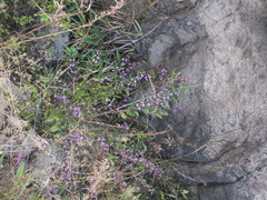 Callicarpa dichotoma