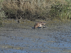 Anas crecca carolinensis