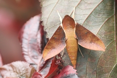 Gnathothlibus erotus