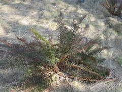 Polystichum proliferum