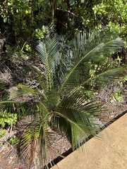 Macrozamia communis