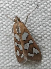 Diastictis robustior