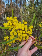 Acacia gladiiformis