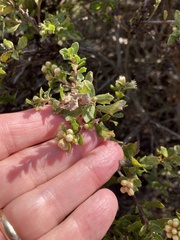 Baccharis pilularis