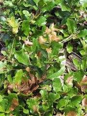 Quercus minima