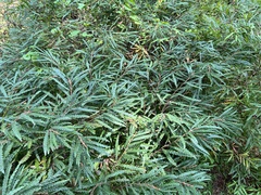 Comptonia peregrina