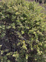 Baccharis pilularis