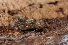 Tegostoma comparalis